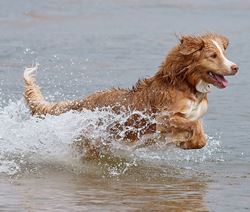 בקיץ דואגים גם לחיית המחמד שלכם. צילום: ויקיפדיה