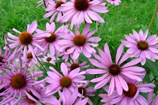 אכניצאה. צילום: SXC