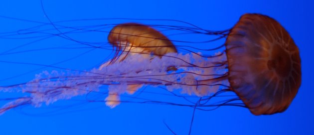 שלא תיעקצו. צילום: freeimages.com