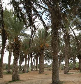 לא גוזמים לבד! מטע תמרים בפארק אשכול. צילום: יעקב שקולניק