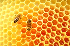 פרופוליס. צילום: SXC