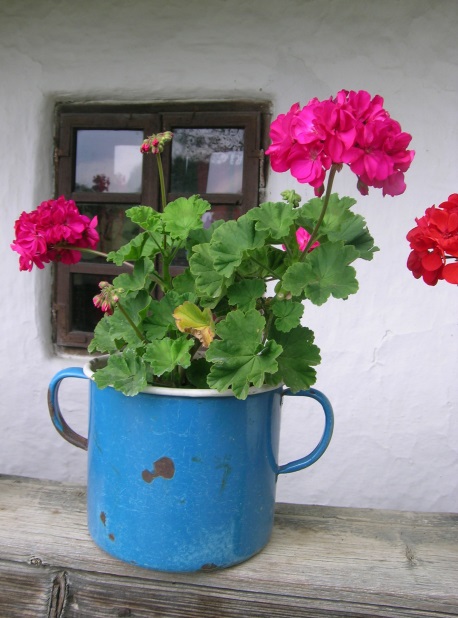 עציץ מכלי ממוחזר. צילום: SXC