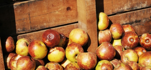תפוחים רקובים. צילום: SXC