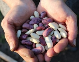 בריאות והרבה פחות מזהמות. קטניות. צילום: pixabay