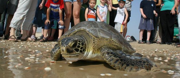 רק לא לגעת. צבת ים על החוף