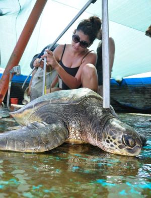 צבת ים במרכז להצלת צבי ים