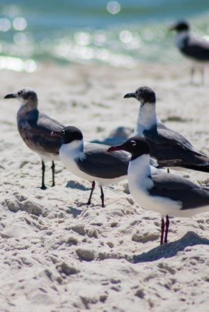 שחפים. צילום: SXC