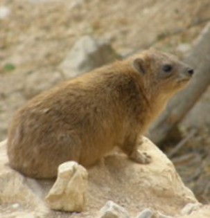 שפן הסלע באזור ים המלח. צילום: ניב בראון, e ירוק