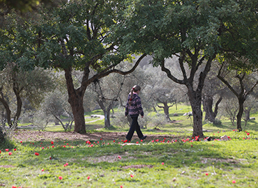פריחה בעמק המצלבה. צילום: יוסי זמיר, ארכיון הצילומים של קקל