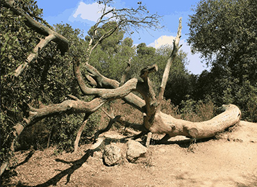 שלד אורן בשמורת המסרק. צילום: יעקב שקולניק, ארכיון הצילומים של קק"ל