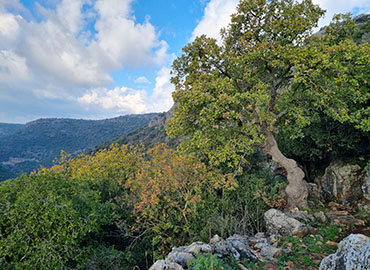 נוף בפארק גורן. צילום: פנינה צייזלר, ארכיון הצילומים של קקל