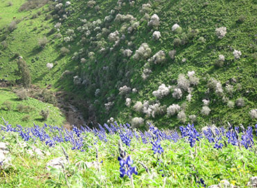 פריחה בנחל תבור. צילום: פנינה לבני, ארכיון הצילומים של קקל