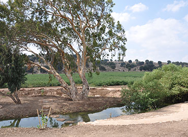 נחל ציפורי. צילום: רונית סבירסקי, ארכיון הצילומים של קקל