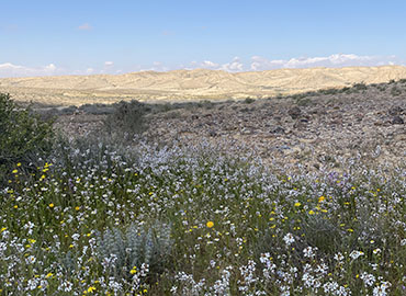 פריחה בנחל צרור. צילום: פטריסיה בן אמו, ארכיון הצילומים של קקל