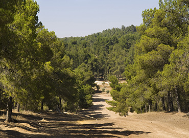יער יתיר. צילום: נטלי כהן קדוש, ארכיון הצילומים של קקל