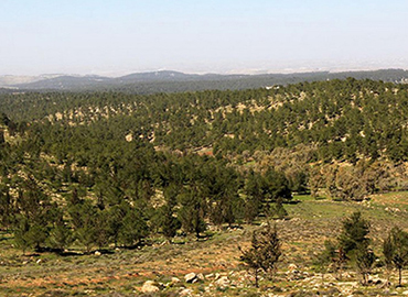 יער יתיר. צילום: יעקב שקולניק, ארכיון הצילומים של קק"ל