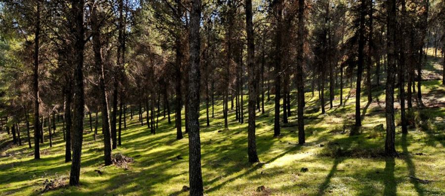 יער יתיר. צילום: אבי הירשפילד, ארכיון הצילומים של קקל
