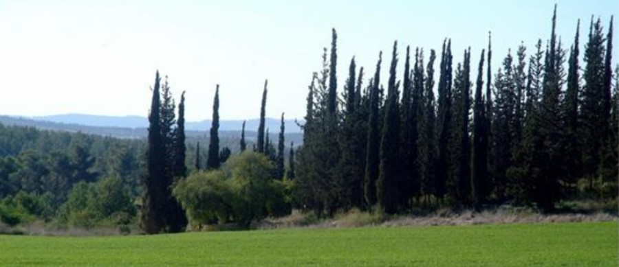 יער בן שמן. צילום: אבי חיון, ארכיון הצילומים של קקל