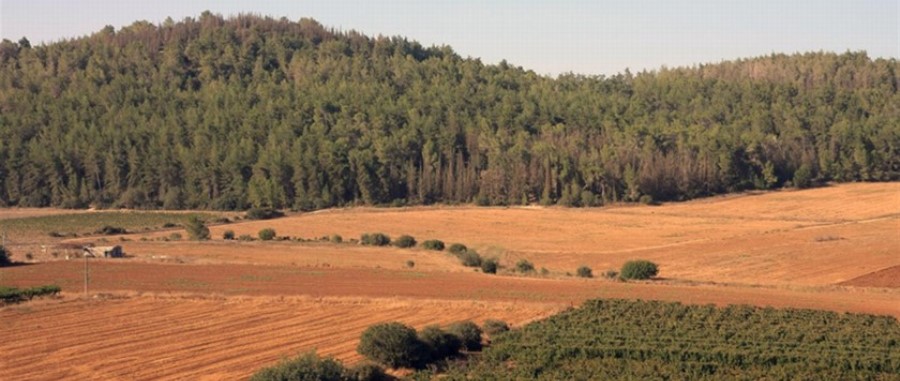 פארק בריטניה. צילום: יעקב שקולניק, ארכיון הצילומים של קקל