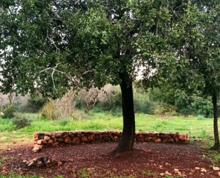 חניון האלון. צילום: ארכיון הצילומים של קקל