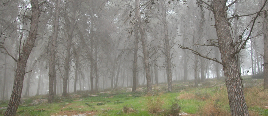 יער המלאכים. צילום: יעקב שקולניק, ארכיון הצילומים של קקל