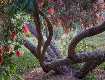 פריחה באילנות. צילום: אילן פרץ, ארכיון הצילומים של קקל