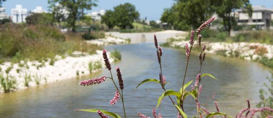 ראש ציפור. צילום: יואב לין