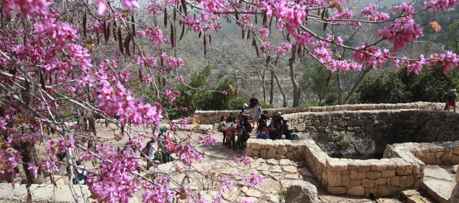 סטף. צילום: יוסי זמירף ארכיון הצילומים של קקל