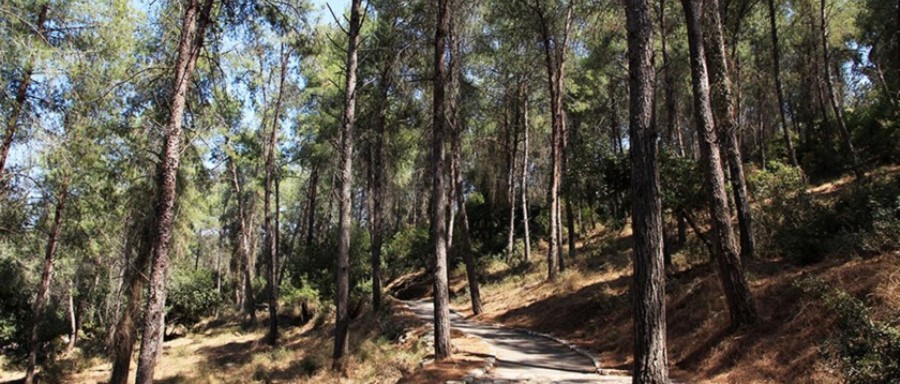 שביל ביער. צילום: יעקב שקולניק, ארכיון הצילומים של קקל