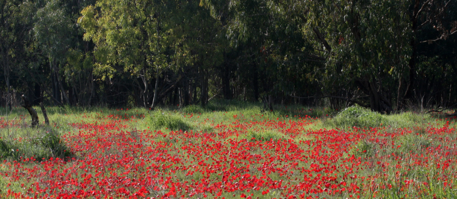 פריחה ביער שוקדה. צילום: אבי הירשפילד, ארכיון הצילומים של קקל