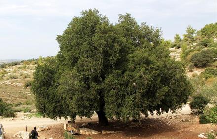 האלון הזקן. צילום: יעקב שקולניק, ארכיון הצילומים של קקל