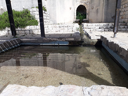 הבריכה המוצלת בעין תכלת. צילום: מיטל קציר