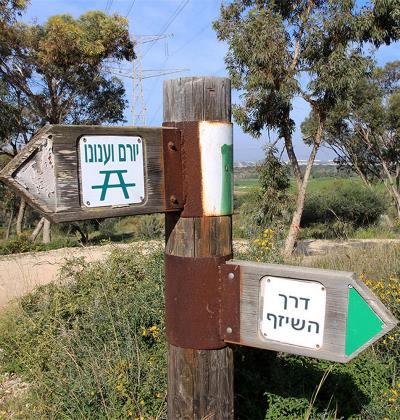 מי לדרך השיזף? צילום: יעקב שקולניק