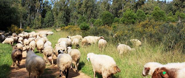 גם הן יצאו לפיקניק: כבשים רועות ביער יד מרדכי. צילום: יעקב שקולניק