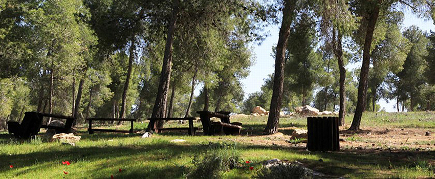 מנוחה, פיקניק וסתם ליהנות מהטבע. חניון הבוסתן ביער יתיר. צילום: יעקב שקולניק, ארכיון הצילומים של קקל