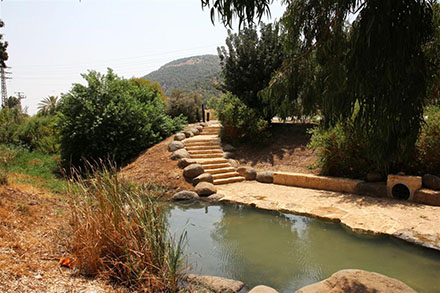 שכשוכית קרירה בחורשת גדעון. צילום: יעקב שקולניק, ארכיון הצילומים של קק"ל