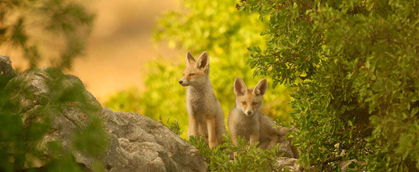 טבע בשיאו ביער רמות: צמד שועלים צעירים. צילום: אלכס גייפמן, באדיבות עמותת רמות למען הסביבה