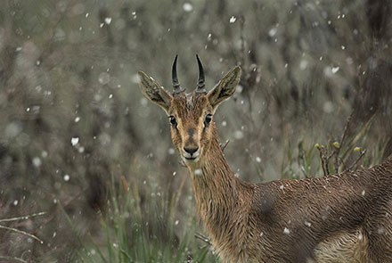 צבי ביער רמות. הזדמנות לצפות בו. צילום: אלכס גייפמן