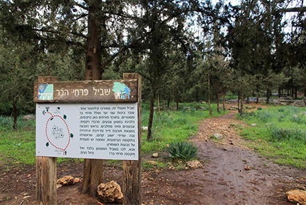 שביל פרחי הבר. צילום: יעקב שקולניק, ארכיון הצילומים של קקל