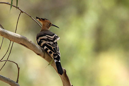 דוכיפת בראש ציפור. צילום: ירון צ'רקה. באדיבות כנפי קק"ל