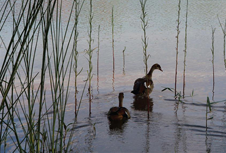 עופות מים מסוג יאורית באגם. צילום: יעקב שקולניק, ארכיון הצילומים של קק"ל