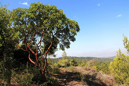 עץ קטלב אדמוני בצד השביל. צילום: יעקב שקולניק, ארכיון הצילומים של קקל