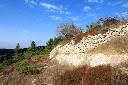 טרסה ישנה. צילום: יעקב שקולניק, ארכיון הצילומים של קקל