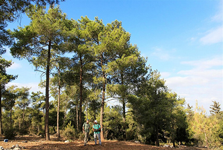 גבוהים ויפים: עצי אורן קפריסאי. צילום: יעקב שקולניק