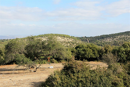 נוף בשביל. צילום: יעקב שקולניק, ארכיון הצילומים של קקל