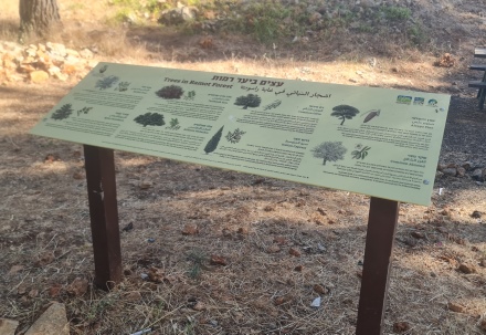 שלט המספר על עצי היער. צילום: בלה נודלמן