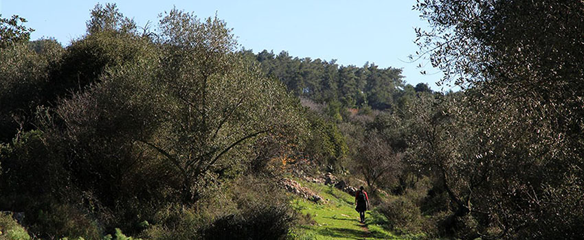 מטיילת בשביל האלות. צילום: יעקב שקולניק, ארכיון הצילומים של קק"ל