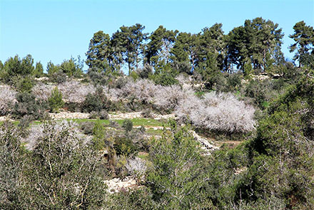 מראה אלות אטלנטיות בשלכת. צילום: יעקב שקולניק