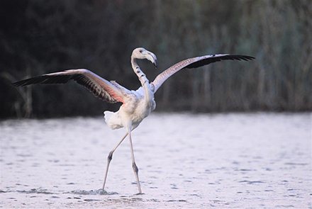 קשה לפספס אותם. פלמינגו גדול. צילום: נועם וייס
