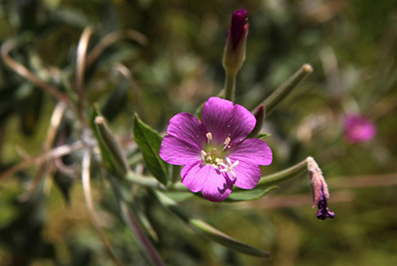 ערברבה שעירה פורחת בעינות תלם. צילום: יעקב שקולניק